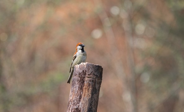 Bird